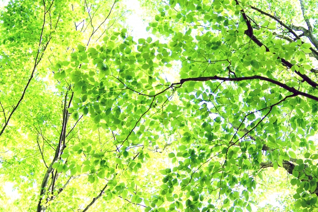 新緑の5月、自然を満喫する季節に画像